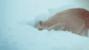 rabbit GIF