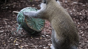 Zoo Animals Play With Easter Themed Treats