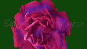 Red Rose Art GIF by Elvis Costello