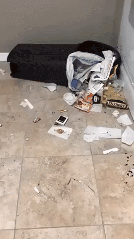Roommate Catches Guilty Dog Making a Mess Around the House