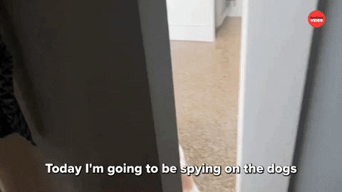 Dogs International Dog Day GIF by BuzzFeed