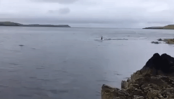 Seal Narrowly Avoids Killer Whale On The Hunt