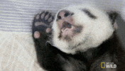 National Geographic Yawn GIF by Nat Geo Wild