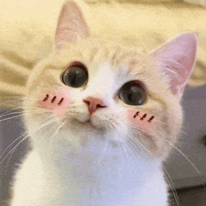 Happy Cat GIF