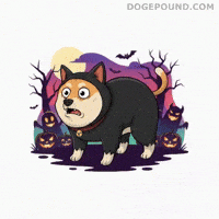 Trick Or Treat Omg GIF by Doge Pound
