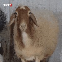 Eyes What GIF by TRT