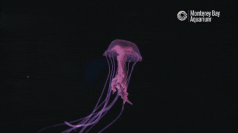 Deep Sea Jelly GIF by Monterey Bay Aquarium