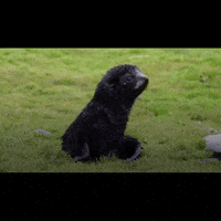 BlueMarineF ocean marine conservation ocean conservation GIF