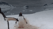 BlueMarineF ocean marine conservation ocean conservation GIF