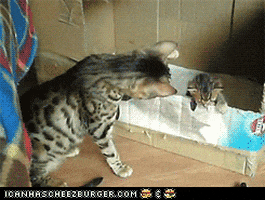 cat helping GIF by Cheezburger