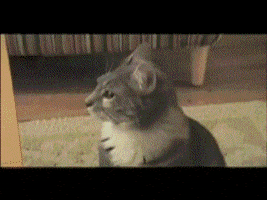 Video gif. Sitting cat turns head sharply toward the camera with ears perked and eyes wide. Image quickly zooms into the cat's face.