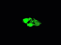 Die Fantastic Four GIF