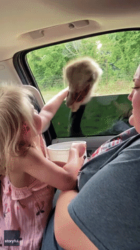 Little Girl Tries to Hug Ostrich