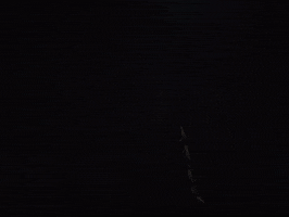 mergerecords crimson tide destroyer have we met dan bejar GIF