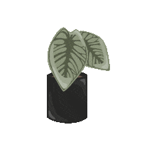 Plant Sticker