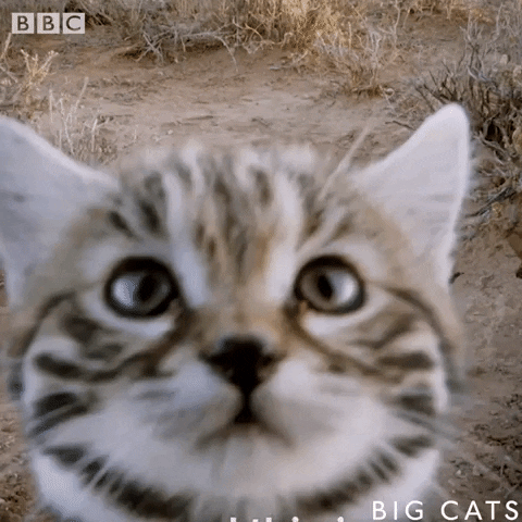 bbcbigcats blackfootedcat GIF by BBC