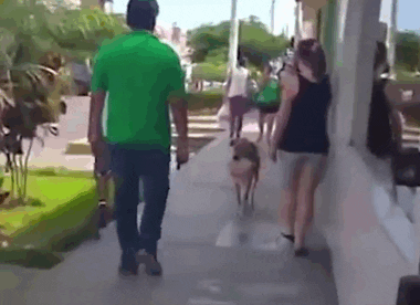 cuteanimalland giphyupload GIF