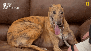 Friends Love GIF by Nat Geo Wild