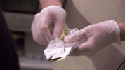 ce412 GIF by truTV’s The Carbonaro Effect