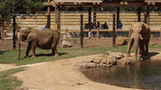 Atlanta Elephant GIF by ZooATL