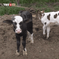 Sinirli Kızgın GIF by TRT