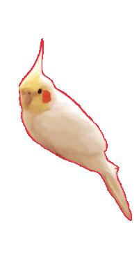 Parrot Pompom Sticker by Max bahman - MAX164