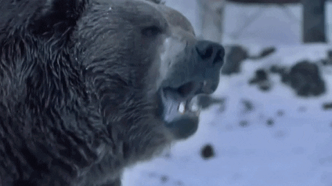 giphyupload GIF