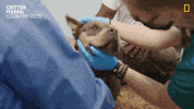 National Geographic Reaction GIF by Nat Geo Wild