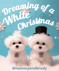 Merry Christmas Dog GIF by HammyandBrody
