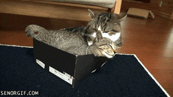 Cat If I Fits I Sits GIF