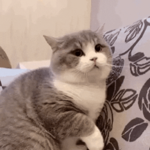 Angry Cat GIF