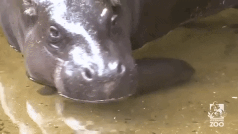 jermbly giphyupload GIF