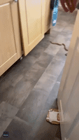 'There's a Snake in My House!': UK Family Shocked to Discover Slithery Visitor in Kitchen