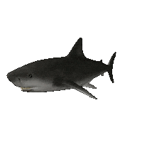 shark STICKER