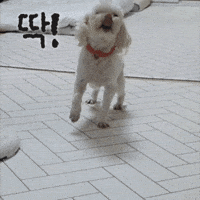 Puppy GIF