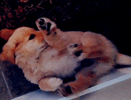 puppies intensifies GIF