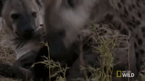 nat geo wild GIF by Savage Kingdom