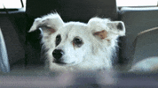 Animal Planet GIF by Puppy Bowl