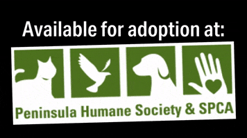 Cat Adopt GIF by Peninsula Humane Society & SPCA