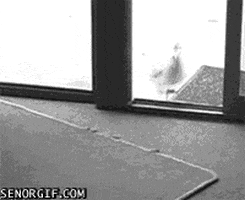 hungry animal fail GIF by Cheezburger