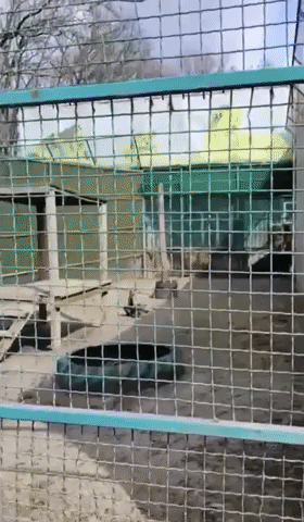 Animals Evacuated from Kharkiv Oblast