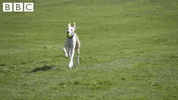 happy schools out GIF by CBBC