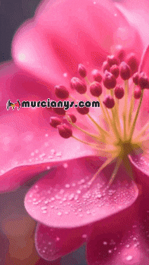 Feliz Amigos GIF by Murcianys LLC