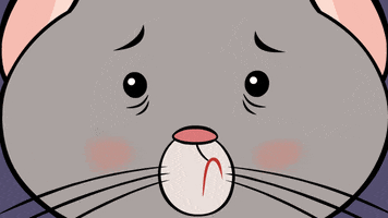 ZipZipOfficial cat omg shocked cats GIF