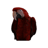 Bird Parrot Sticker by Five Points Pet Resort