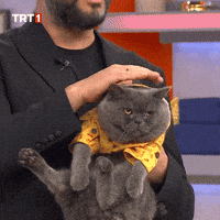 Cat Love GIF by TRT