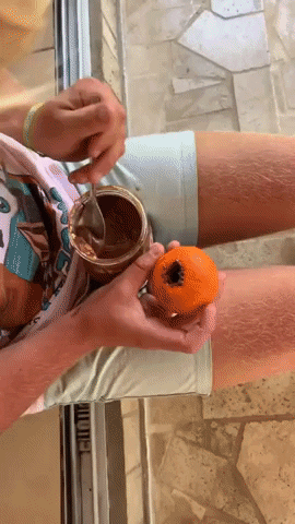 incorretos giphyupload funny gato nutella GIF