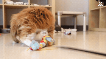 Kitten Attack