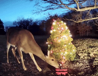 Deer Stops for Snack Beside Small Christmas Tree