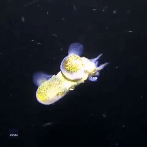 Underwater Love: Bobtail Squids Mate Midwater